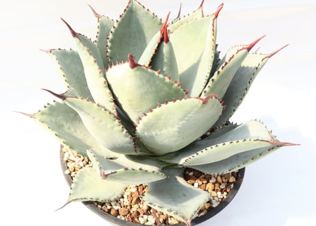 Agave pygmaea 'Dragon Toes'
