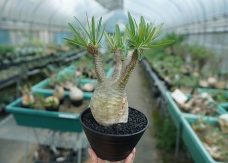 パキポディウム　グラキリス　 Pachypodium Gracilius  No.5