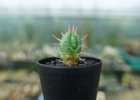 ユーフォルビア　フェロックス　Euphorbia ferox