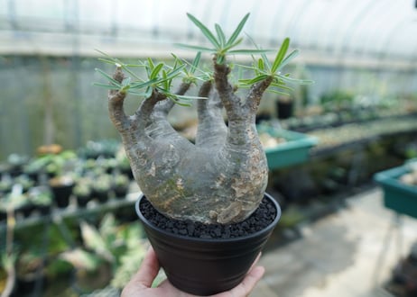 パキポディウム　グラキリス　 Pachypodium Gracilius  No.2