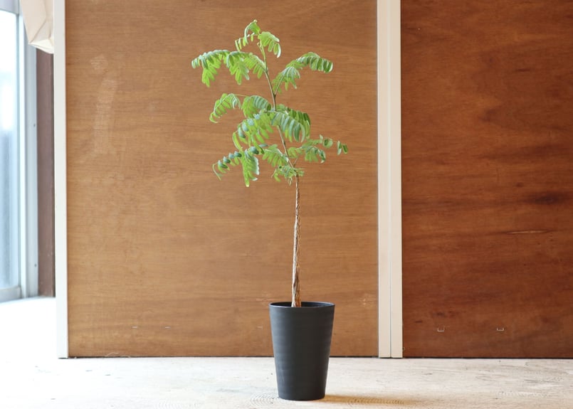 デロニクスプミラ isla del pescado - Delonix pumila-デロニクス・プミラ