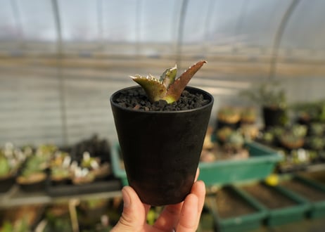 アガベ　チタノタ　台湾seeding 　Agave titanota  Taiwan seedling　No.1