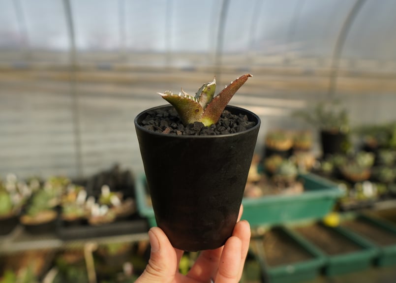 アガベ　チタノタ　台湾ノーネーム アガベ・チタノタ（ノーネーム）004｜agave titanota No Name | Plu