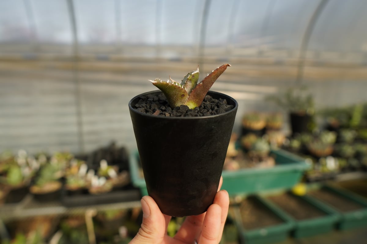 アガベ チタノタ 台湾seeding Agave titanota Taiwan seed