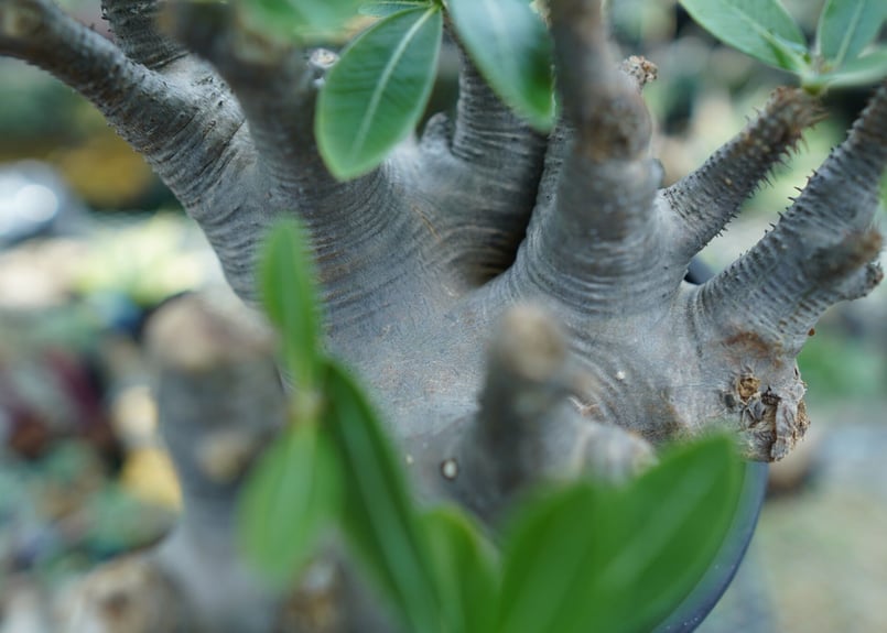 パキポディウム マカイエンセ Pachypodium makayense No.1 | man