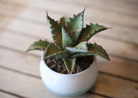 アガベ　ハイブリット　（チタノタ×マルガリータ）　Agave hybrid (titanota x margaritae)