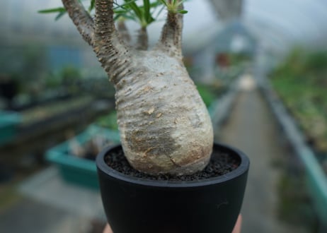 【発根管理中】パキポディウム　グラキリス　 Pachypodium Gracilius  No.2