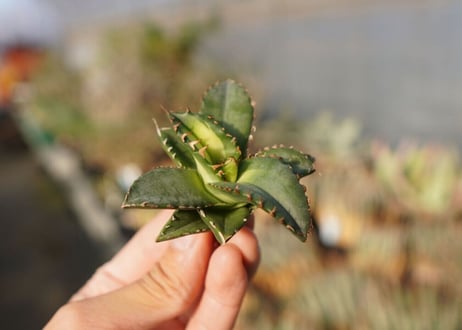 agave titanota ソーラーエクリプス　 NO.2