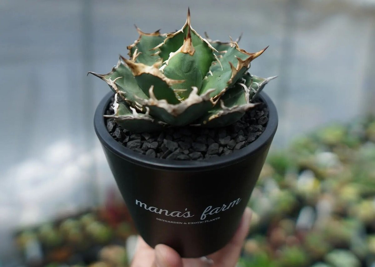 アガベ チタノタ FO-76 agave titanota FO-76 子株 No.2 |