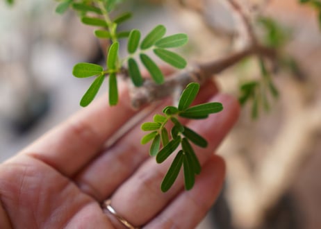 センナ メリディオ​ナリス Senna meridionalis