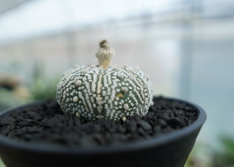 アストロフィツム　スーパー兜　Astrophytum asterias 'Superkabuto' No.3