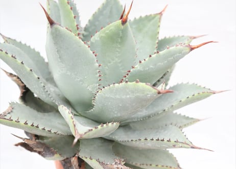 Agave　pygmaea 　Dragon Toes