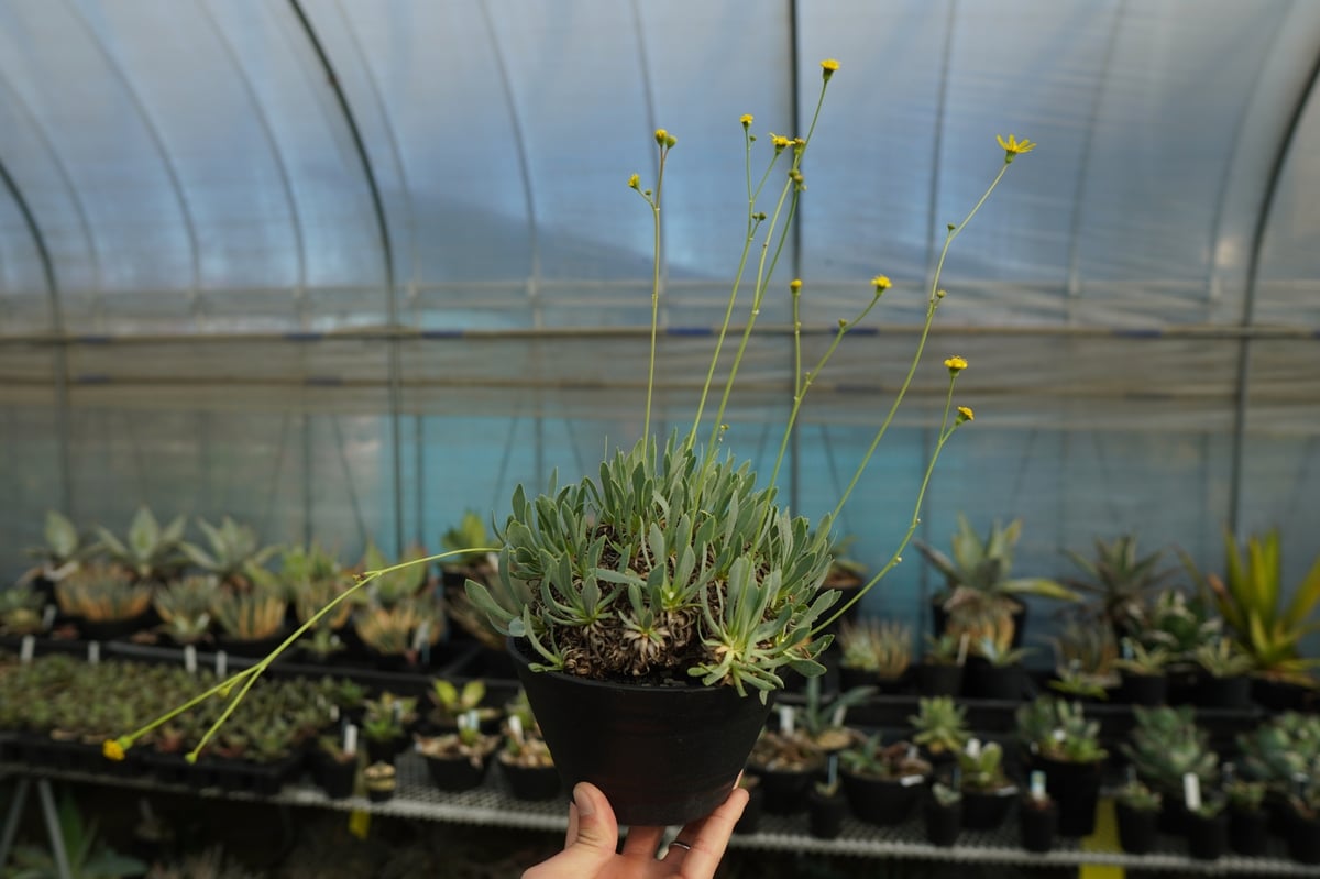 オトンナ レトロルサ Othonna retrorsa | mana's farm:塊根植物・