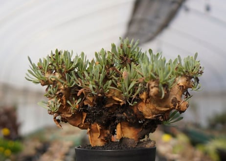 オトンナ・ユーフォルビオイデス　Othonna euphorbioides　No.12