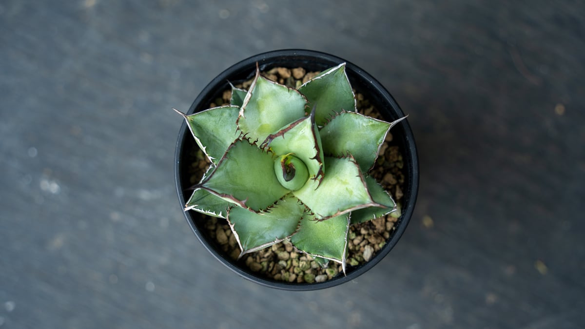 CACTUS GREEN アガベチタノタ　ブロンディ　コレクション株　子株付き CACTUS GREEN アガベチタノタ ブロンディ コレクション株 子株付き