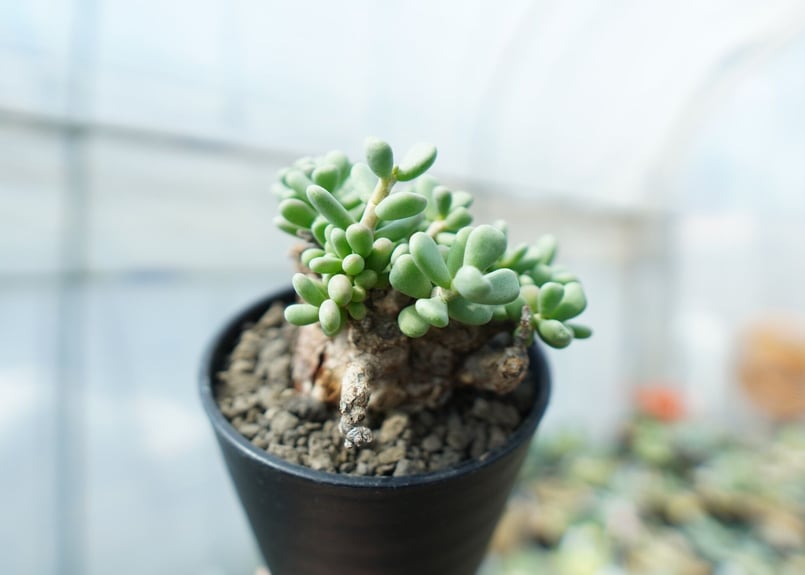 ケラリア ピグマエア Ceraria pygmaea No.8 | mana's farm: