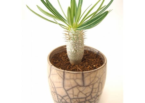 パキポディウム イノピナツム　Pachypodium inopinatum