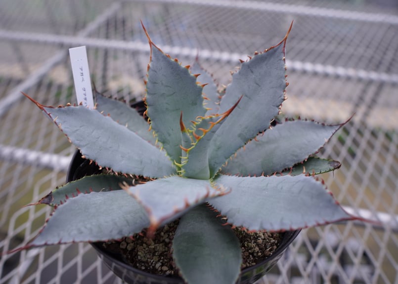 アガベ グアダラハラナ | mana's farm:塊根植物・アガベ・ドライ