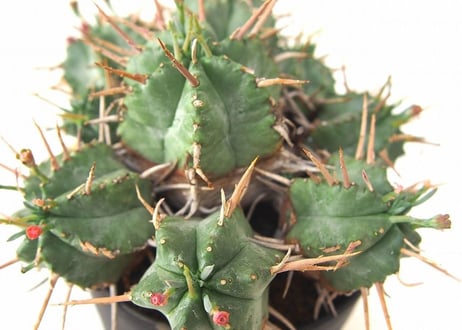 Euphorbia pulvinata 笹蟹丸