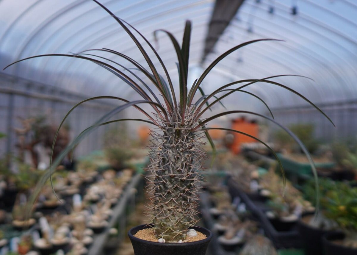 パキポディウム ゲアイ 亜阿相界 | mana's farm:塊根植物・アガベ