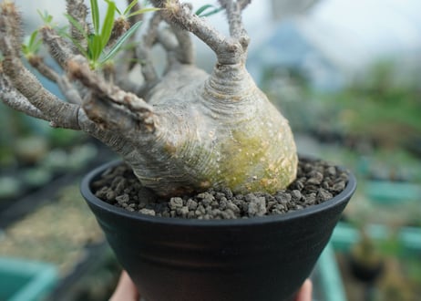 パキポディウム　グラキリス　 Pachypodium Gracilius　No.3