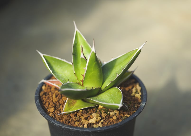 アガベ ケルチョベイ 【大株】 【公式通販】