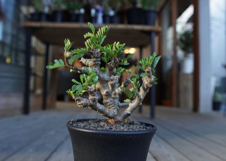 センナ　メリディオナリス　Senna meridionalis