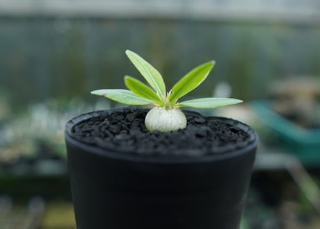 パキポディウム　恵比寿笑い　Pachypodium brevicaule　No.5