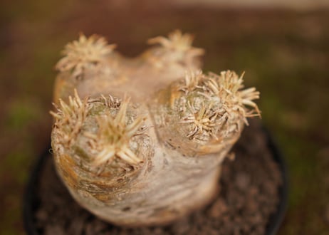パキポディウム　エブレネウム　Pachypodium eburneum