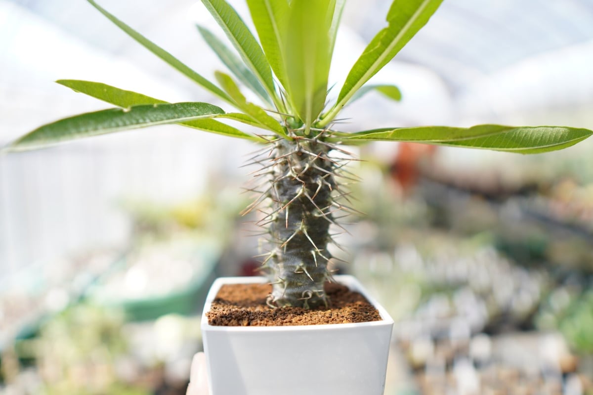 パキポディウム・フィヘレネンセ c2162a78dba5a37eca7abee0e98556