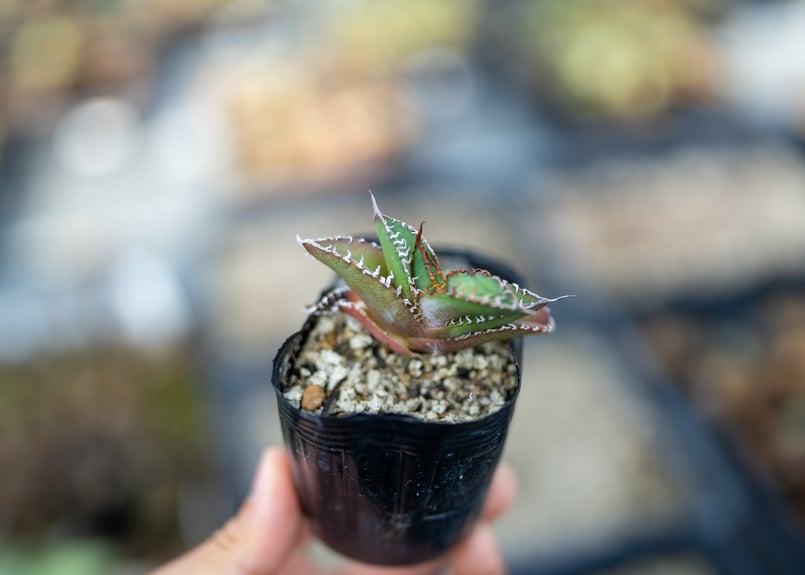 アガベ　オテロイ　実生 国内実生最高峰】アガベ オテロイ【OSPセレクト株 / 抜き苗 / 実生】7