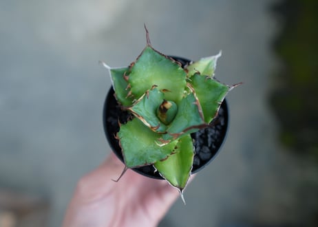 アガベ　チタノタ　ハデス　Agave titanota Hades　No.2