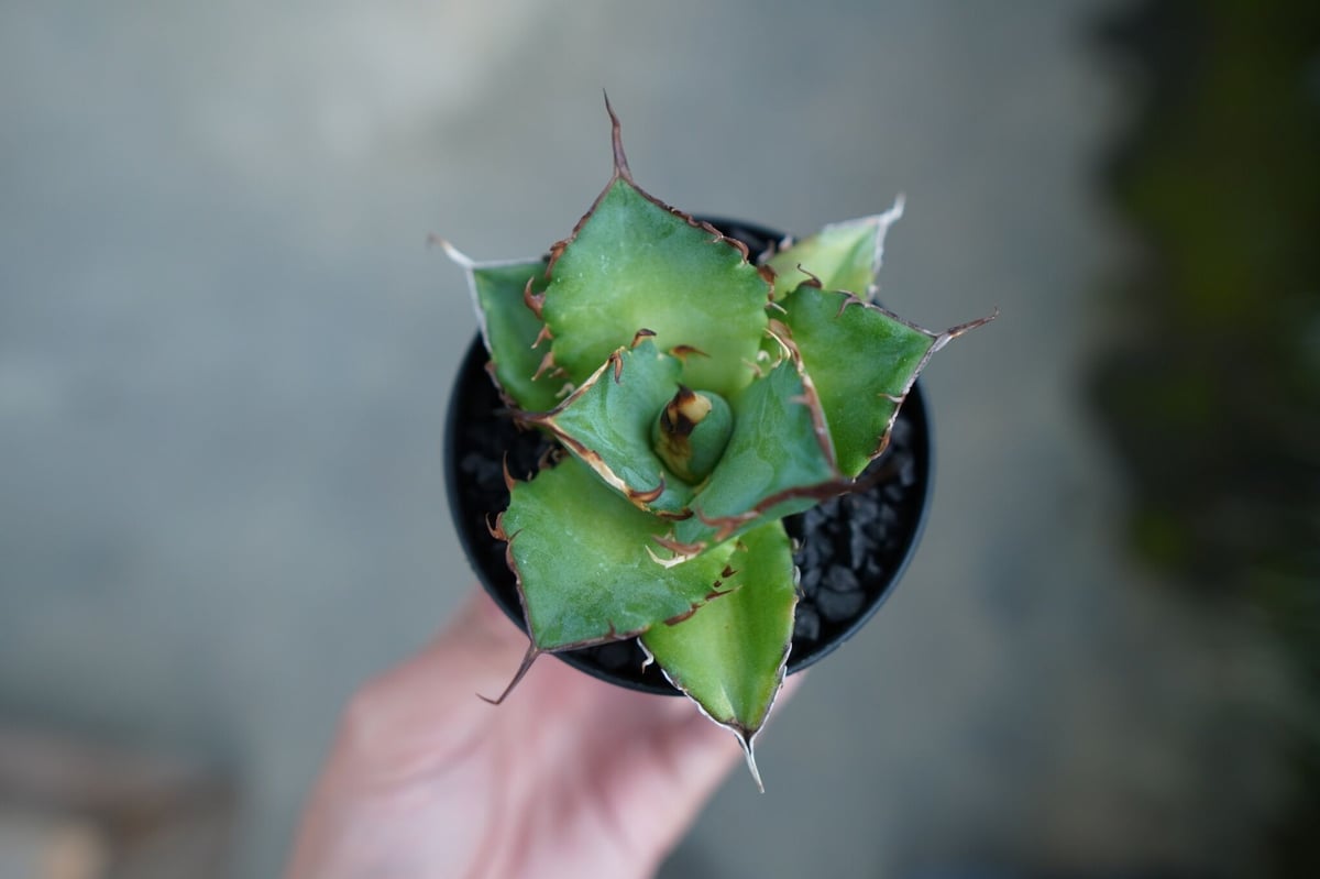 アガベ チタノタ ハデス Agave titanota Hades No.2 | mana's アガベ チタノタ ハデス Agave titanota Hades No.2 | mana's