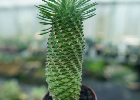 ユーフォルビア　ソテツキリン "パイナップルコーン"　Euphorbia sotetsukirin  No.5
