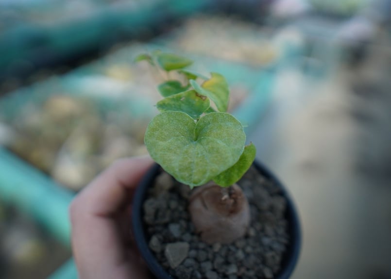 亀甲竜 Dioscorea elephantipes C1 | mana's farm:塊根植