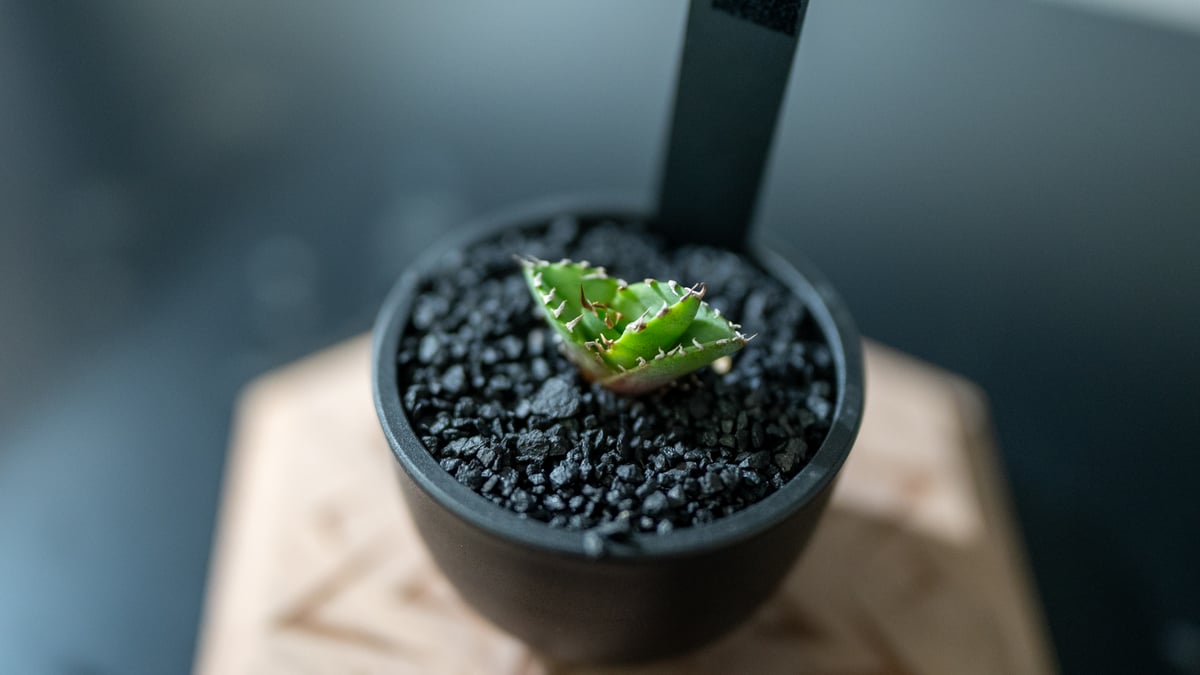 アガベ　オテロイ　大株　バンドWILD　送料込み アガベオテロイ大株バンドWILD送料込み