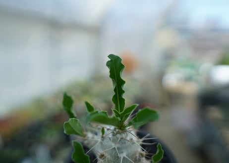 パキポディウム　サンデルシー　Pachypodeium saundersii  No.5