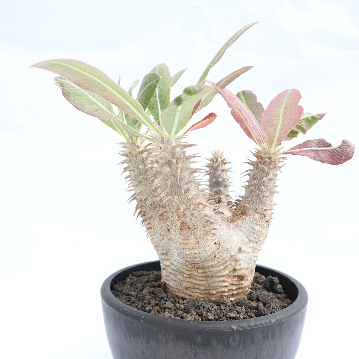 パキポディウム ホロンベンセ | mana's farm:塊根植物・アガベ・ドライ