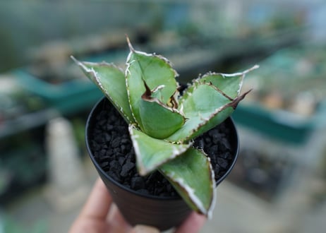 アガベ　チタノタ　白鯨　Agave titanota White whale　No.3
