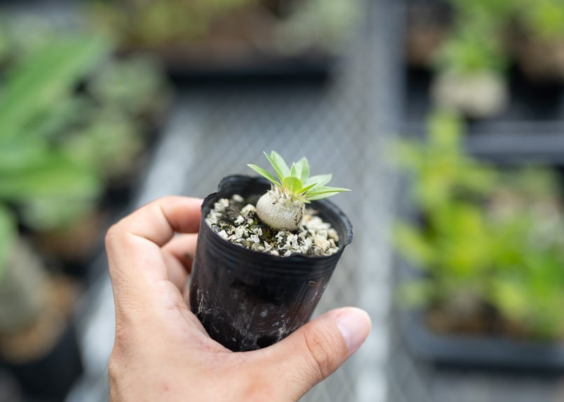 パキポディウム 恵比寿大黒 沖縄実生 | mana's farm:塊根植物・アガベ