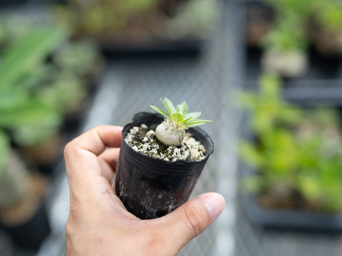 パキポディウム 恵比寿大黒 沖縄実生 | mana's farm:塊根植物