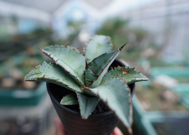 アガベ 青緑色 チタノタブルー　大株販売 アガベ 青緑色 チタノタブルー 大株販売 - メルカリ