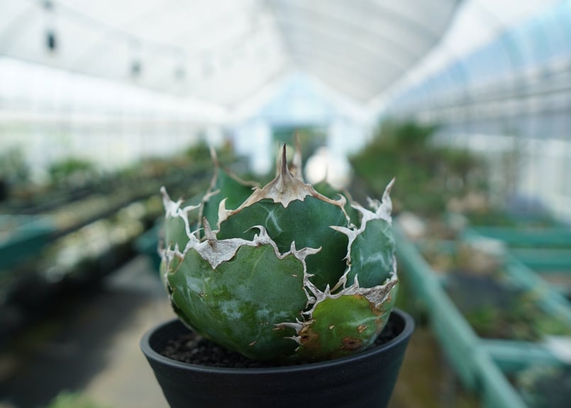 アガベ チタノタ 白鯨 Agave titanota White whale | mana's
