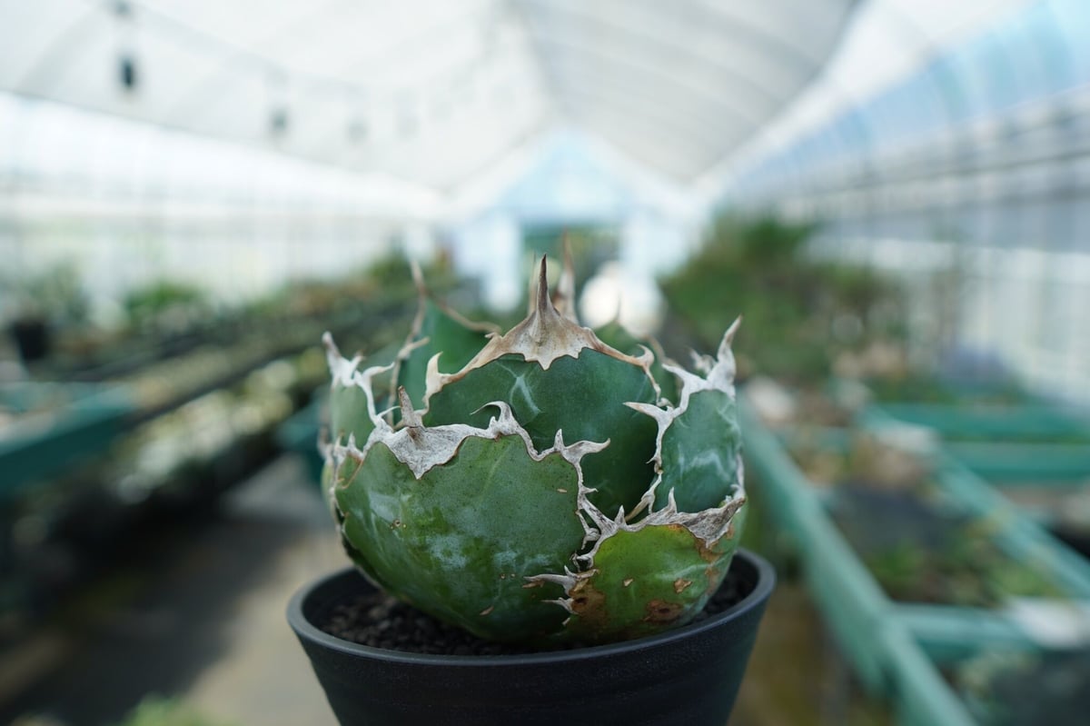 アガベ チタノタ 白鯨 Agave titanota White whale | mana 