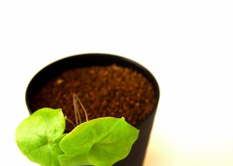 亀甲竜 ディオスコレア エレファンティペス  dioscorea elephantipes 　実生苗