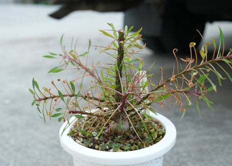 CATEGORY コーデックス | mana's farm:塊根植物・アガベ・ドライ