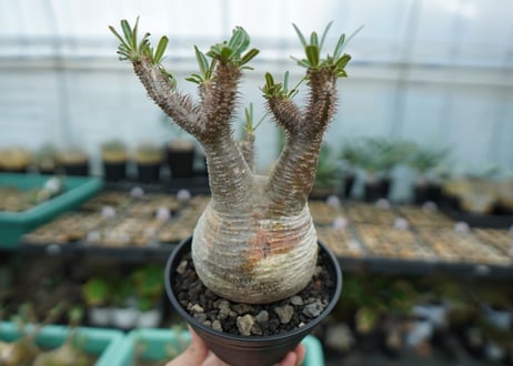 パキポディウム　グラキリス　 Pachypodium Gracilius  No.5