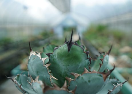 アガベ　チタノタ　 ブラックアンドブルー 　Agave titanota black and blue　No.3