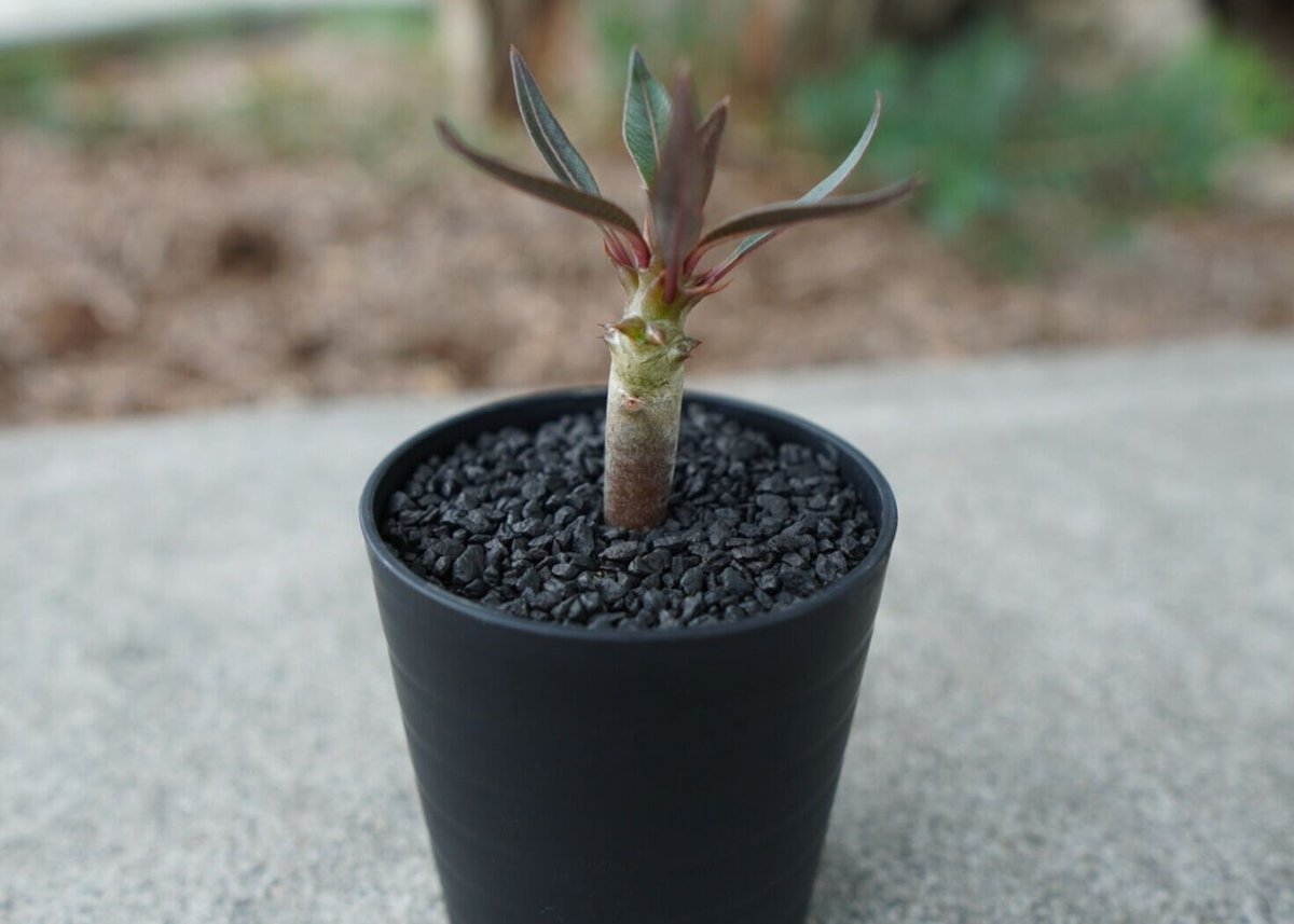 沖縄実生株】パキポディウム バロニー Pachypodium baronii No.1 沖縄実生株】パキポディウム バロニー Pachypodium baronii No.1