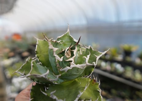 agave titanota ソーラーエクリプス　solareclipse　No.2